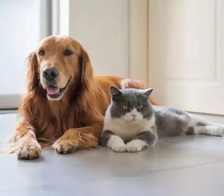 pets-3